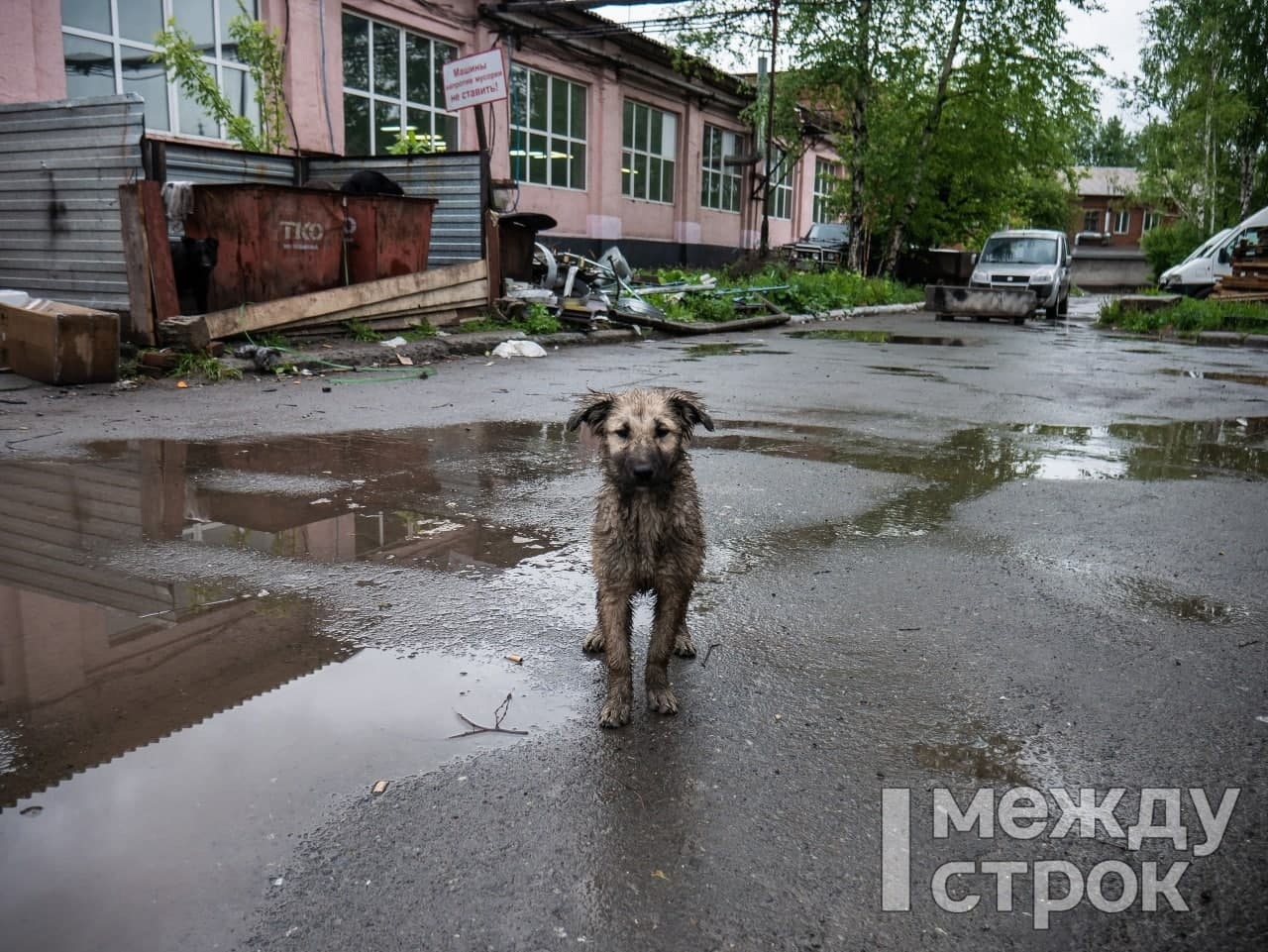 В Нижнем Тагиле водитель переехал лежащего на дороге щенка. Мужчина  уверяет, что не заметил его и готов оплатить операцию, но хозяева пса хотят  обратиться в полицию (ВИДЕО) - С Тагила