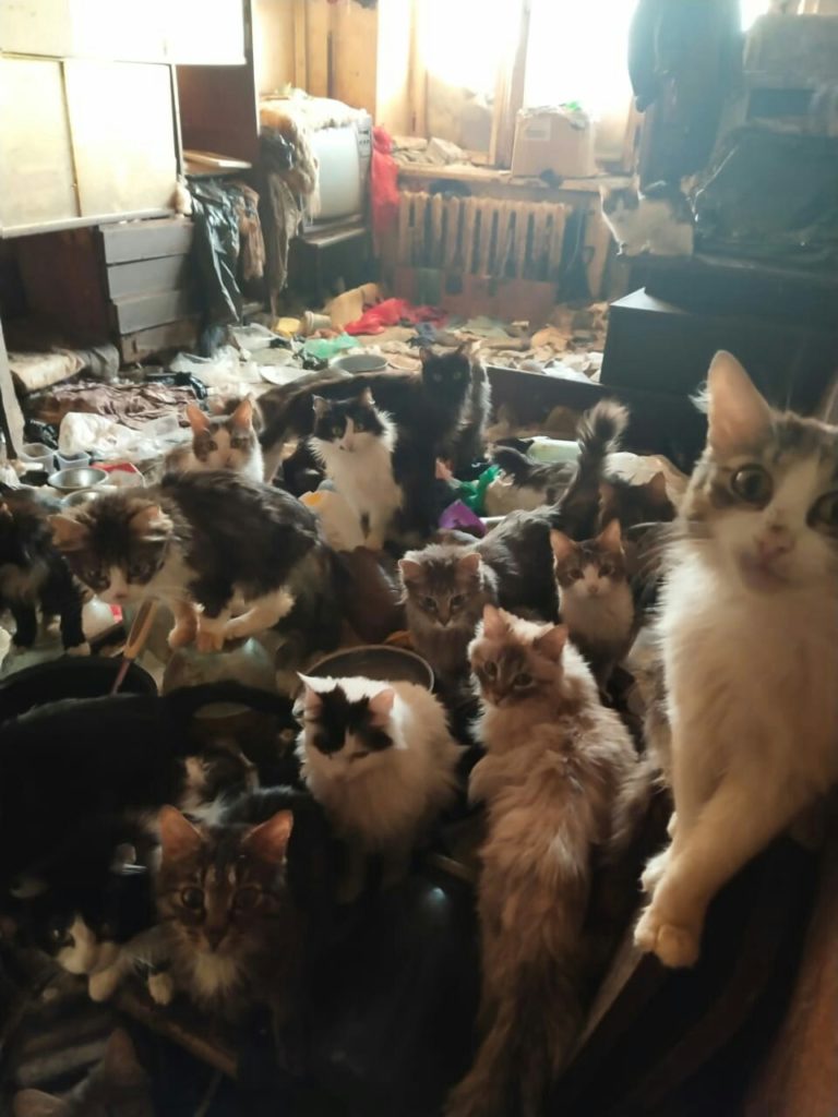 Посмотрите на 40 кошек в одной квартире тагильчанки (видео)