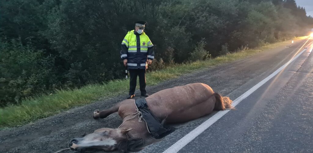 На Серовском тракте легковушка врезалась в лошадь