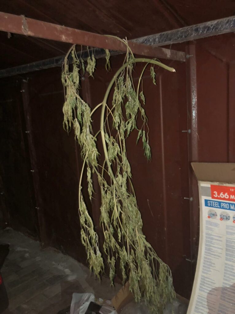 В Нижнем Тагиле директора строительной фирмы поймали на выращивании конопли (фото)