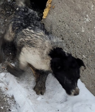 На Тагилстрое спасатели достали собаку из подвала магазина