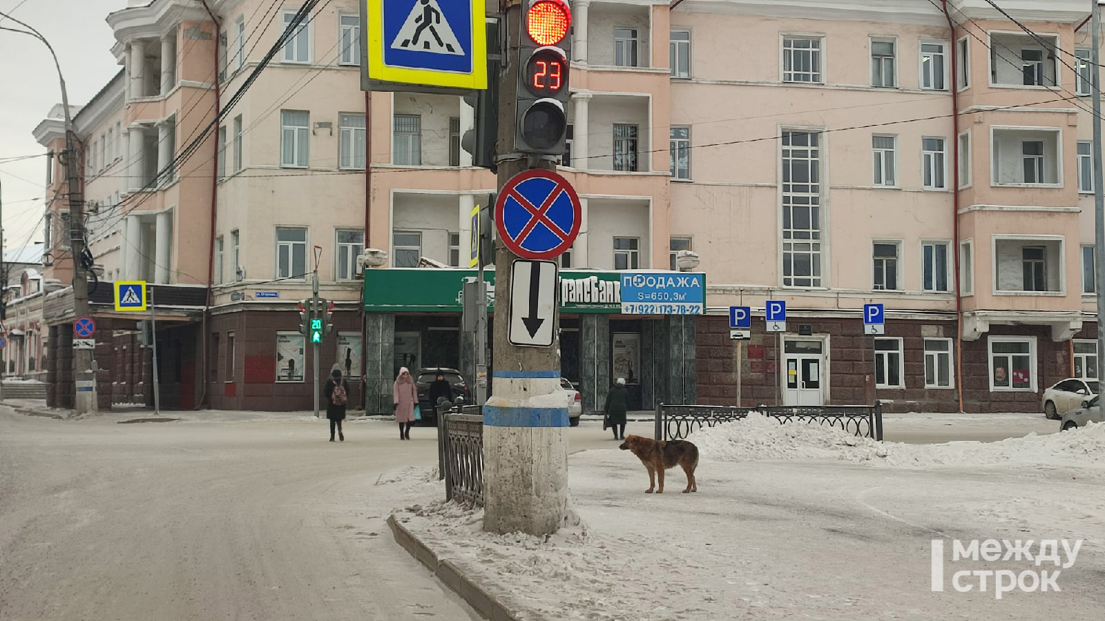 Собаки тагила. Стая собак Нижний Тагил.