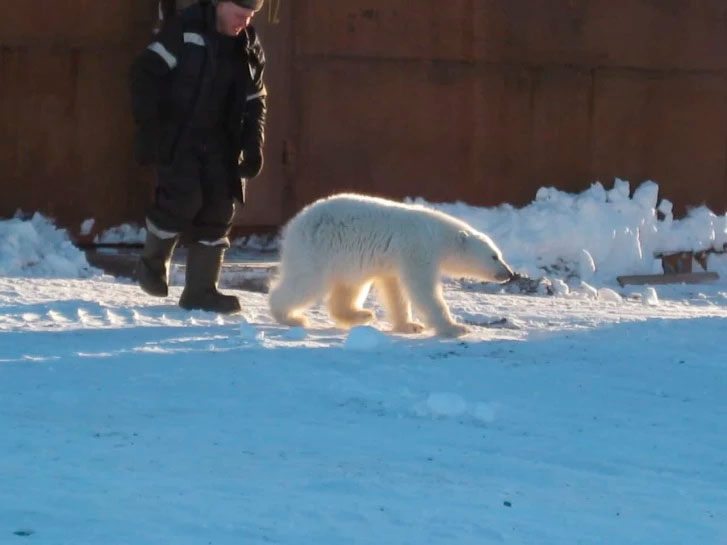 Житель Нижнего Тагила спас детеныша белого медведя и подружился с ним (фото)
