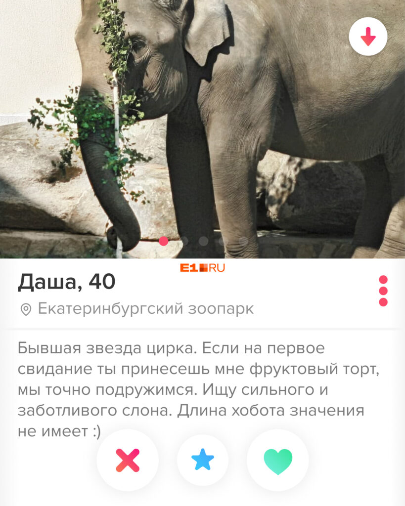 «Слабакам просьба не беспокоить»: обитатели Екатеринбургского зоопарка пошли искать себе пару в Tinder