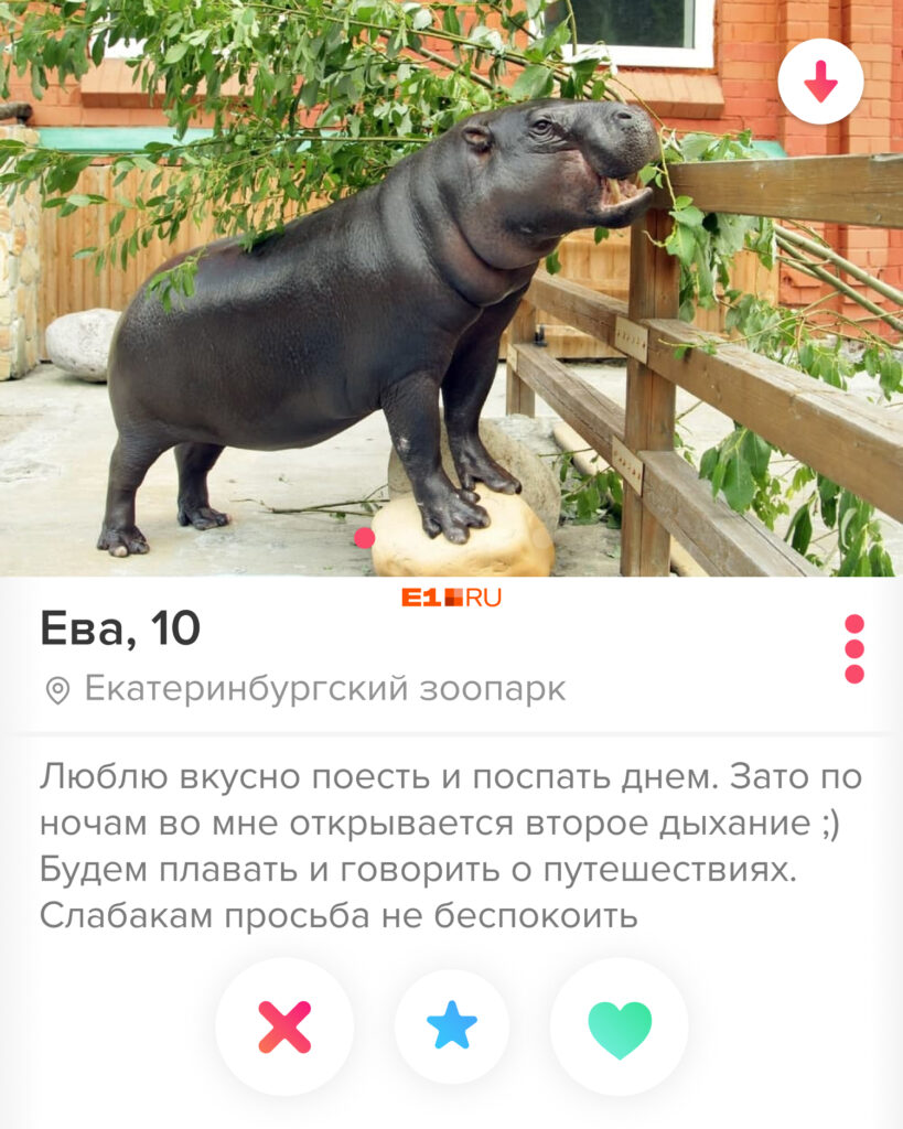 «Слабакам просьба не беспокоить»: обитатели Екатеринбургского зоопарка пошли искать себе пару в Tinder