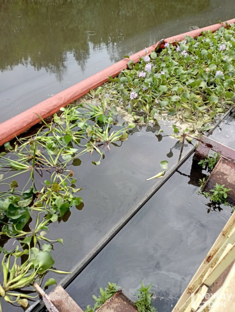ЕВРАЗ НТМК высадил тропические растения для очистки воды в одном из прудов Нижнего Тагила