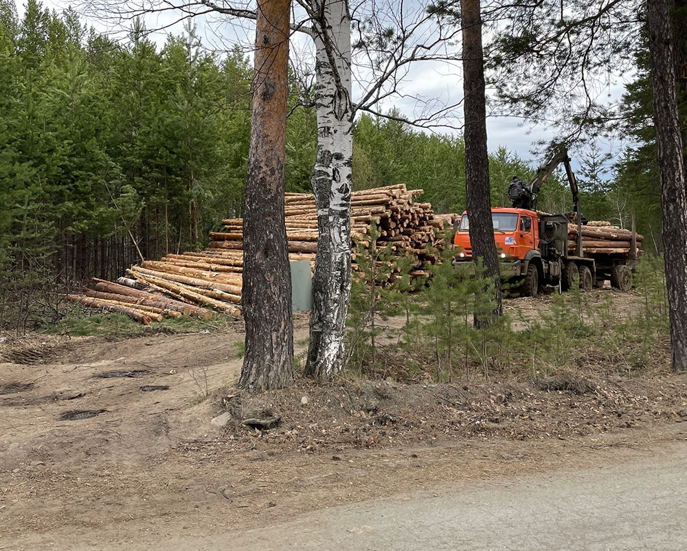 Бастрыкин поручил проверить информацию о вырубке леса под Нижним Тагилом