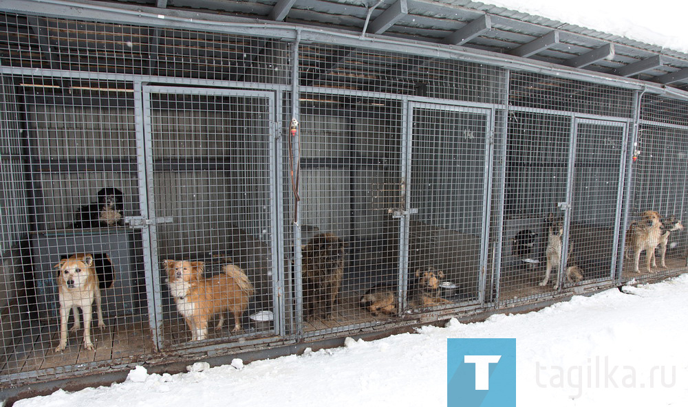 Кремль раскритиковал проект закона об умерщвлении бездомных собак