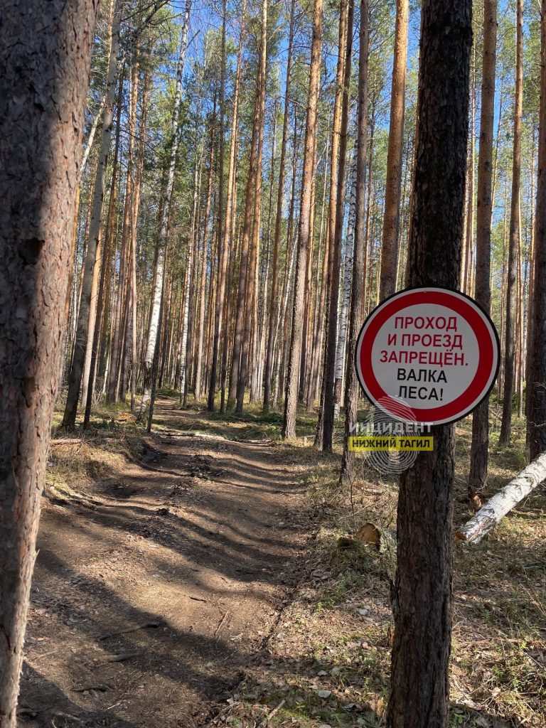 Очередная вырубка леса под Нижним Тагилом заинтересовала главу Следственного комитета