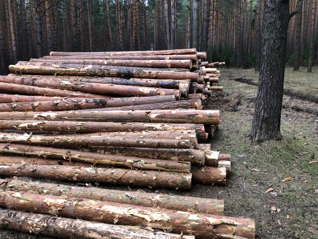 Прокуратура выявила нарушения при рубке леса на Новой Кушве в Нижнем Тагиле