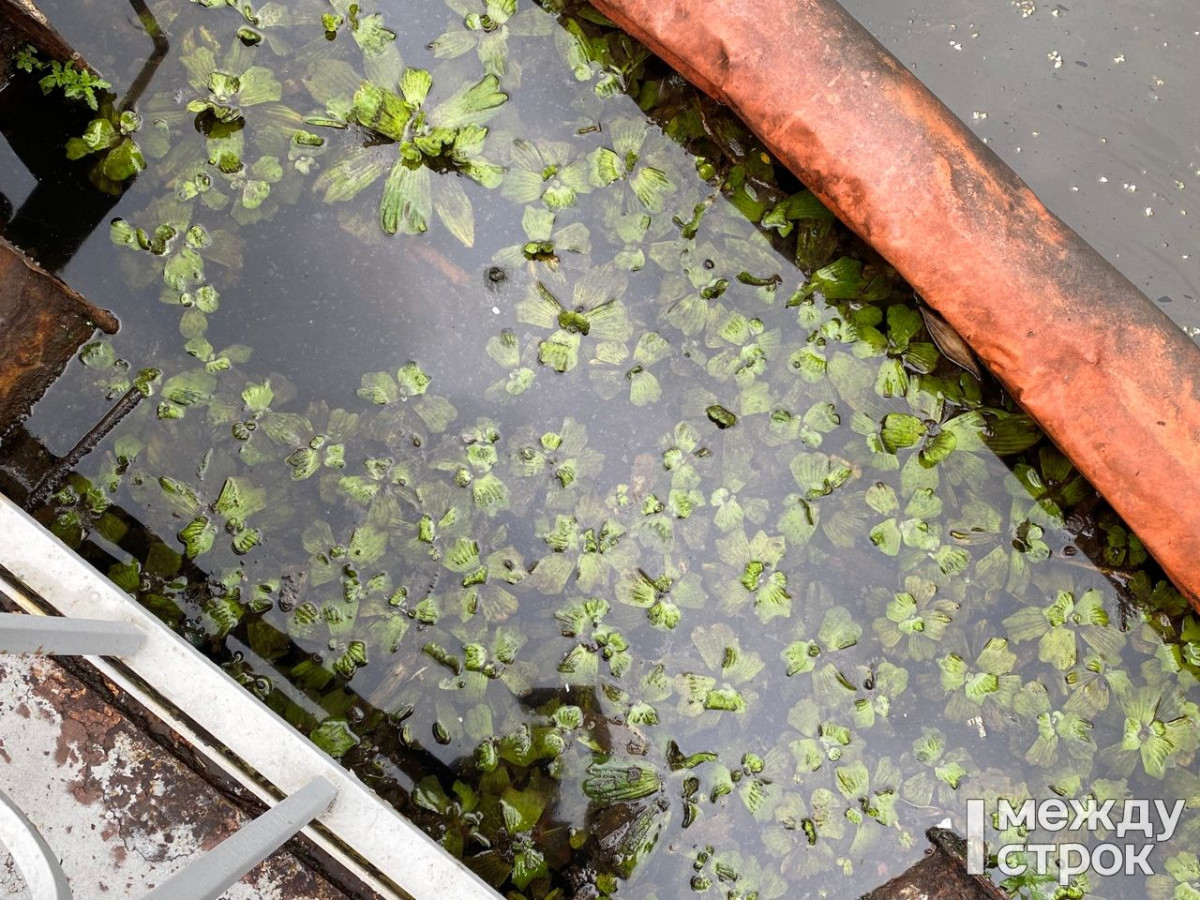 В Нижнем Тагиле звёзды российского спорта высадили растения для очистки воды в одном из прудков-осветлителей ЕВРАЗ НТМК