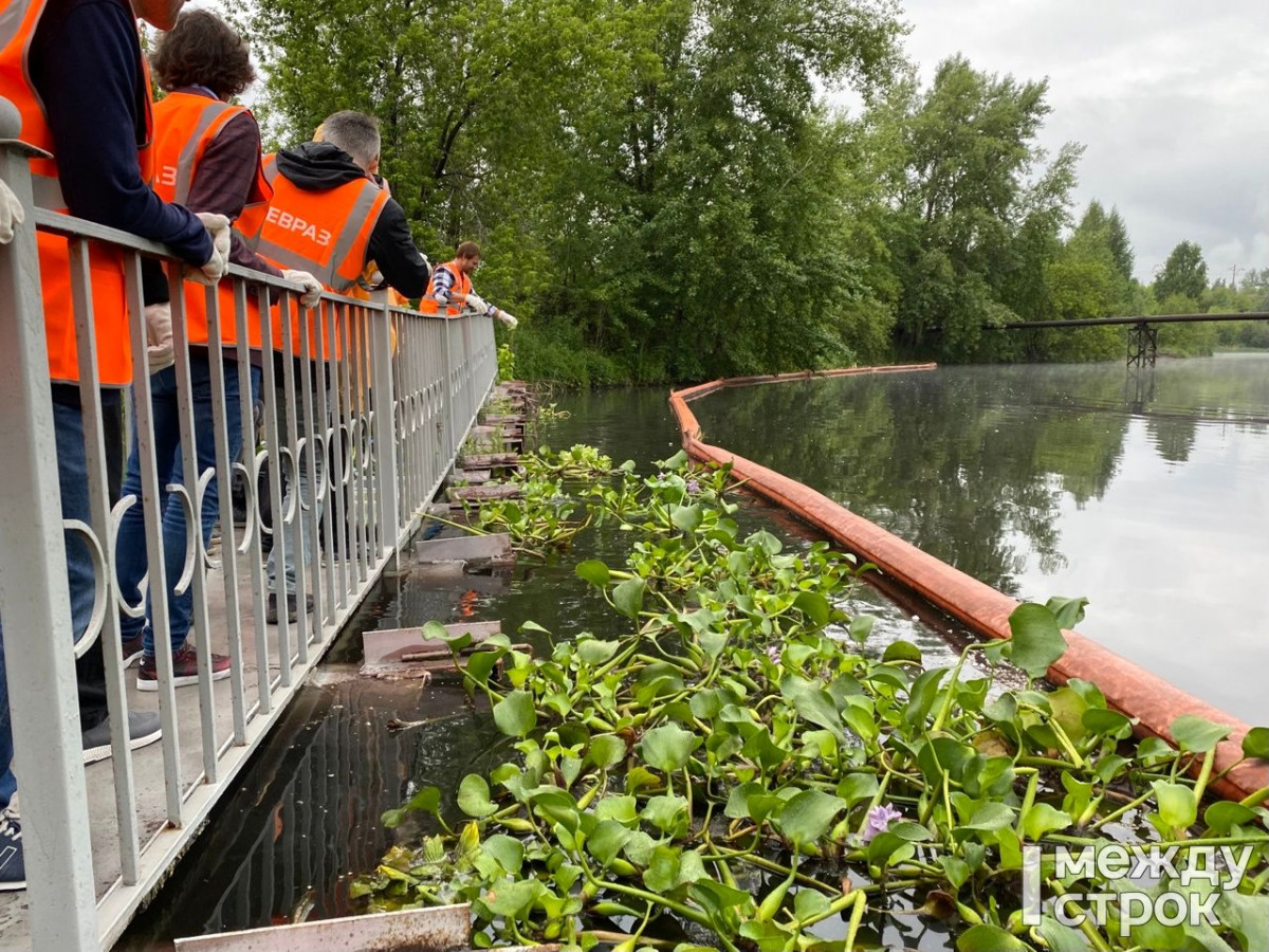 В Нижнем Тагиле звёзды российского спорта высадили растения для очистки воды в одном из прудков-осветлителей ЕВРАЗ НТМК