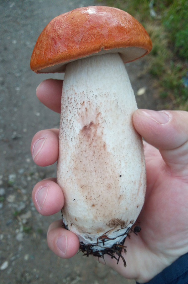 Свердловчане подтвердили появление грибов в лесах: фото