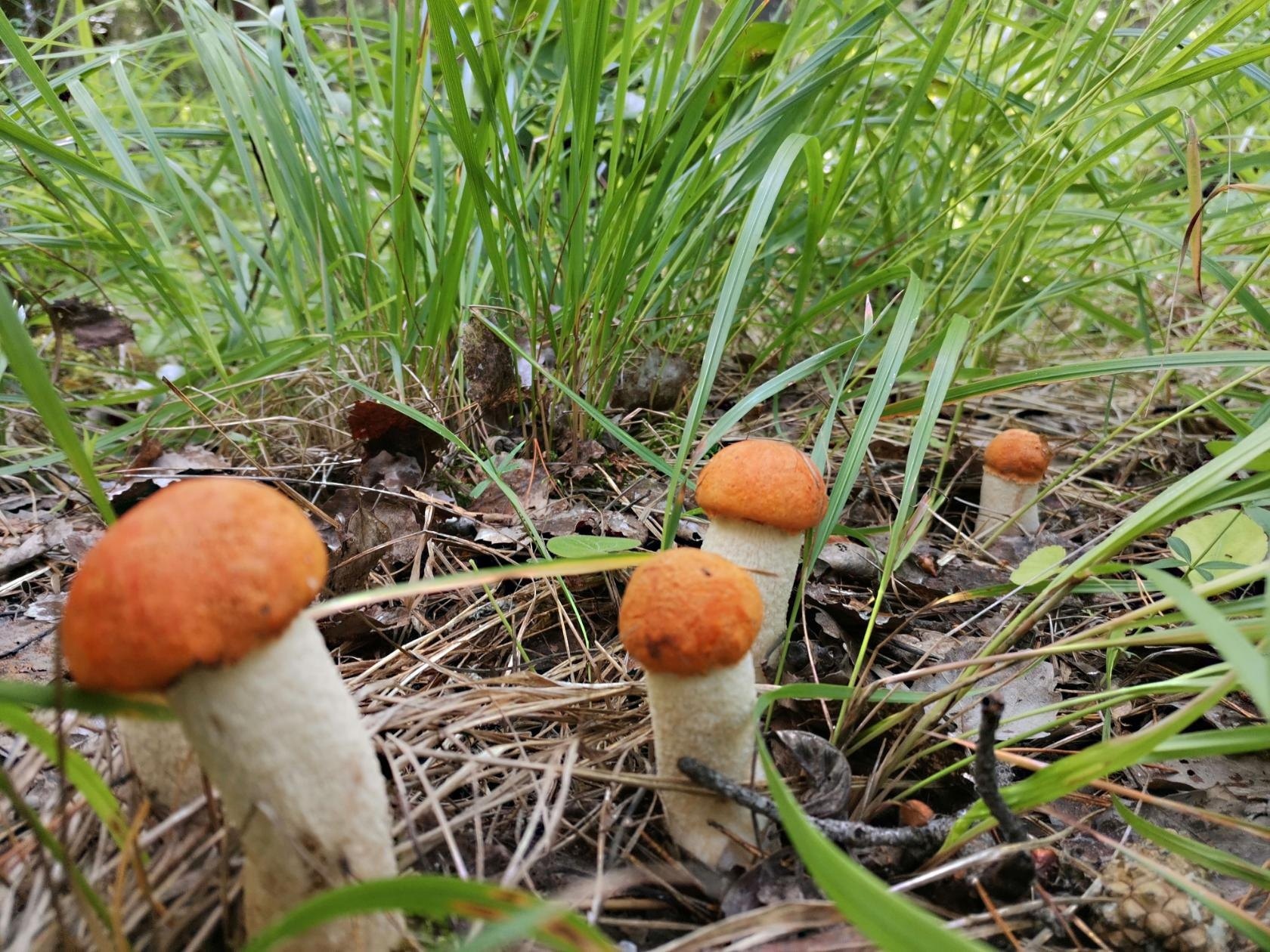 Тагильчане вёдрами собирают белые грибы: фото