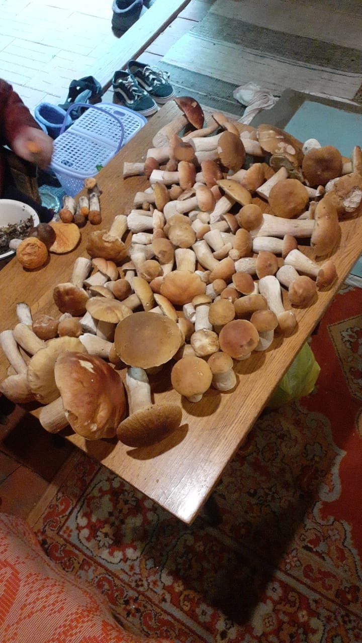 Тагильчане вёдрами собирают белые грибы: фото