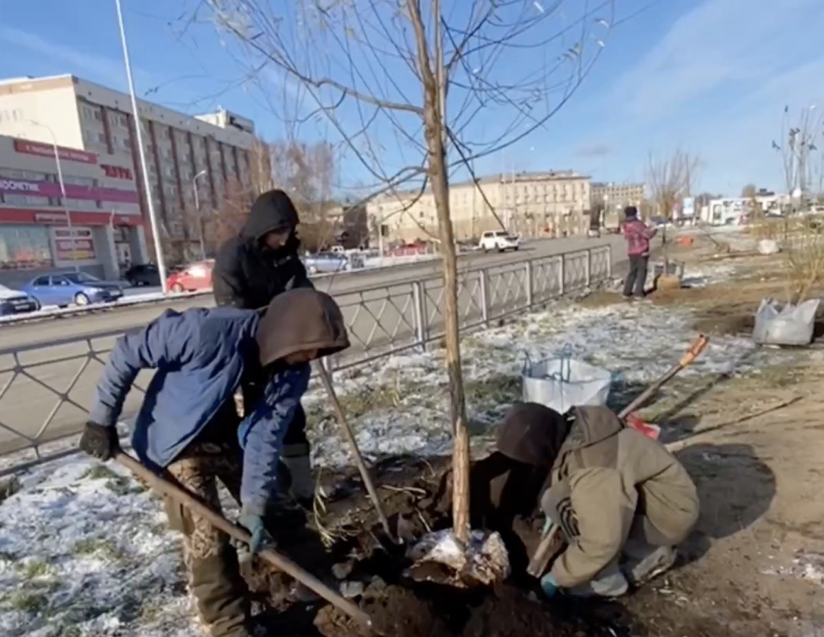 В 15-градусный мороз высадили молодые деревья в Нижнем Тагиле: видео - С  Тагила